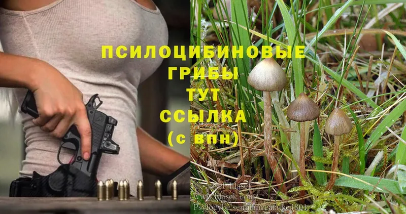 купить закладку  Покров  маркетплейс формула  Псилоцибиновые грибы MAGIC MUSHROOMS 